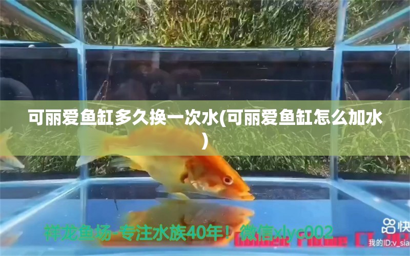 可丽爱鱼缸多久换一次水(可丽爱鱼缸怎么加水)