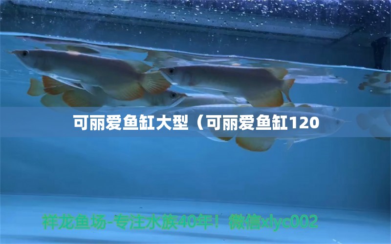 可丽爱鱼缸大型（可丽爱鱼缸120