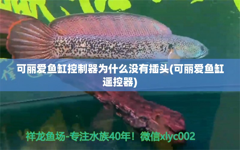 可丽爱鱼缸控制器为什么没有插头(可丽爱鱼缸遥控器) 狗仔招财猫鱼