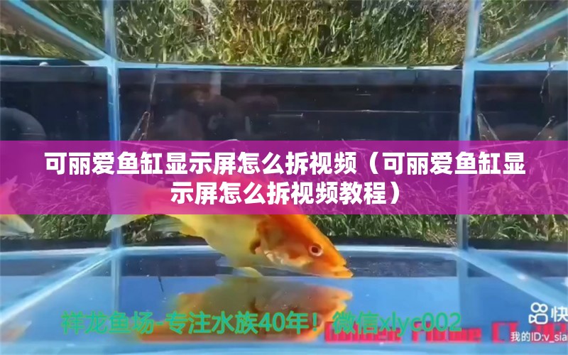 可丽爱鱼缸显示屏怎么拆视频（可丽爱鱼缸显示屏怎么拆视频教程）