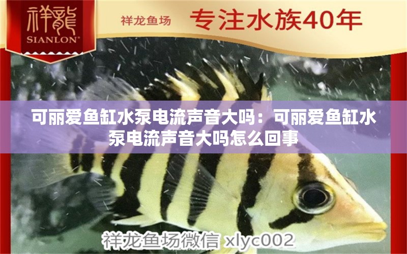 可丽爱鱼缸水泵电流声音大吗：可丽爱鱼缸水泵电流声音大吗怎么回事