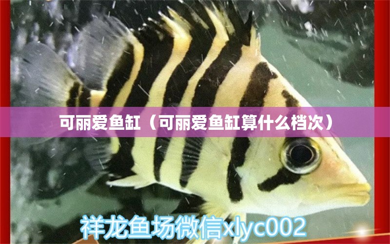 可丽爱鱼缸（可丽爱鱼缸算什么档次）