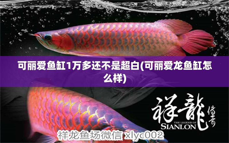 可丽爱鱼缸1万多还不是超白(可丽爱龙鱼缸怎么样) 马拉莫宝石鱼苗