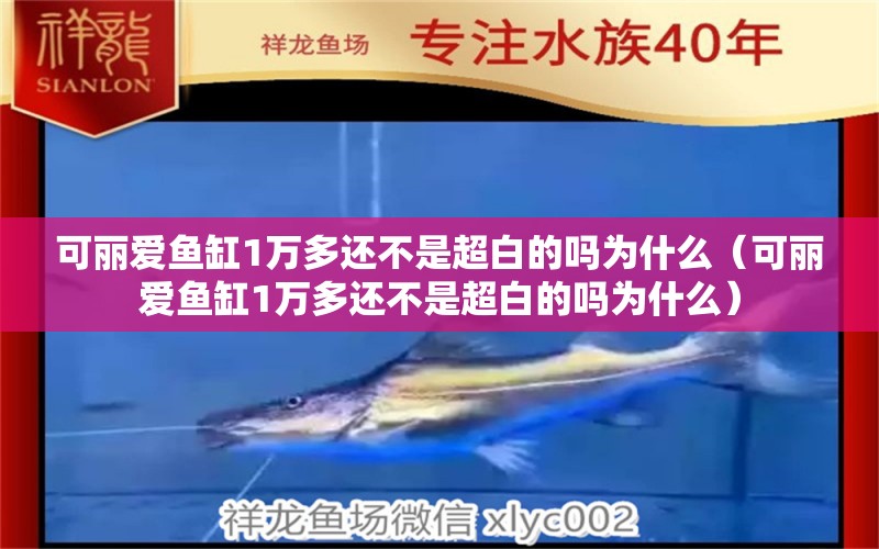 可丽爱鱼缸1万多还不是超白的吗为什么（可丽爱鱼缸1万多还不是超白的吗为什么） iwish爱唯希品牌鱼缸