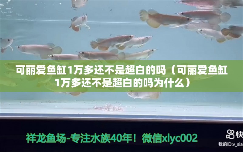 可丽爱鱼缸1万多还不是超白的吗（可丽爱鱼缸1万多还不是超白的吗为什么） iwish爱唯希品牌鱼缸