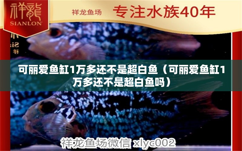 可丽爱鱼缸1万多还不是超白鱼（可丽爱鱼缸1万多还不是超白鱼吗）