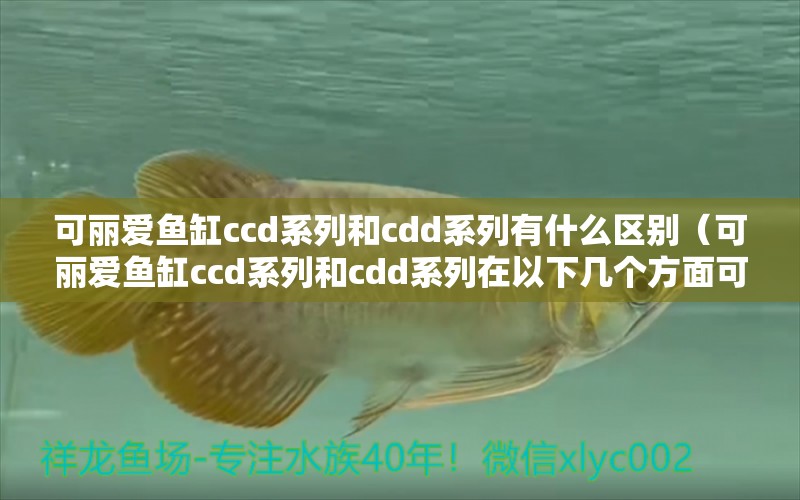 可丽爱鱼缸ccd系列和cdd系列有什么区别（可丽爱鱼缸ccd系列和cdd系列在以下几个方面可能存在区别） 鱼缸百科 第1张