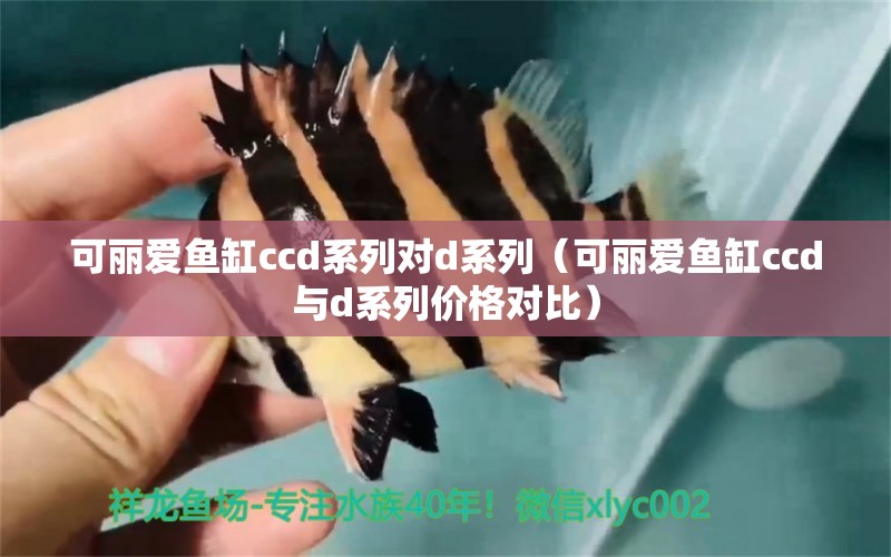 可丽爱鱼缸ccd系列对d系列（可丽爱鱼缸ccd与d系列价格对比） 鱼缸百科 第2张