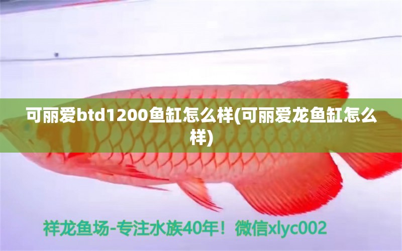 可丽爱btd1200鱼缸怎么样(可丽爱龙鱼缸怎么样)