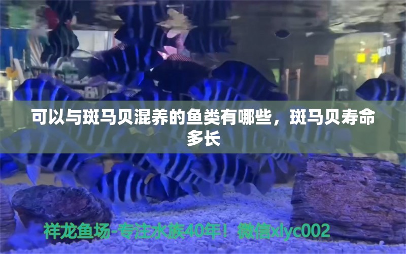 可以与斑马贝混养的鱼类有哪些，斑马贝寿命多长