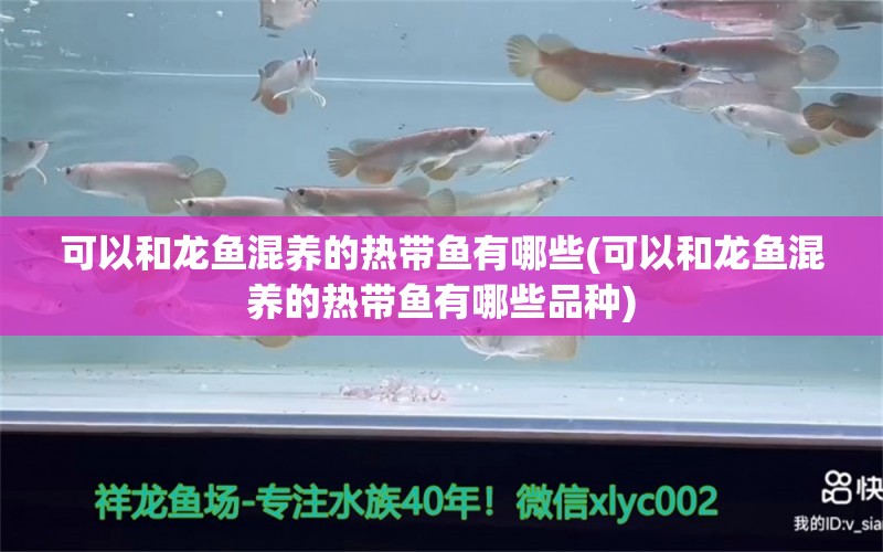 可以和龙鱼混养的热带鱼有哪些(可以和龙鱼混养的热带鱼有哪些品种)