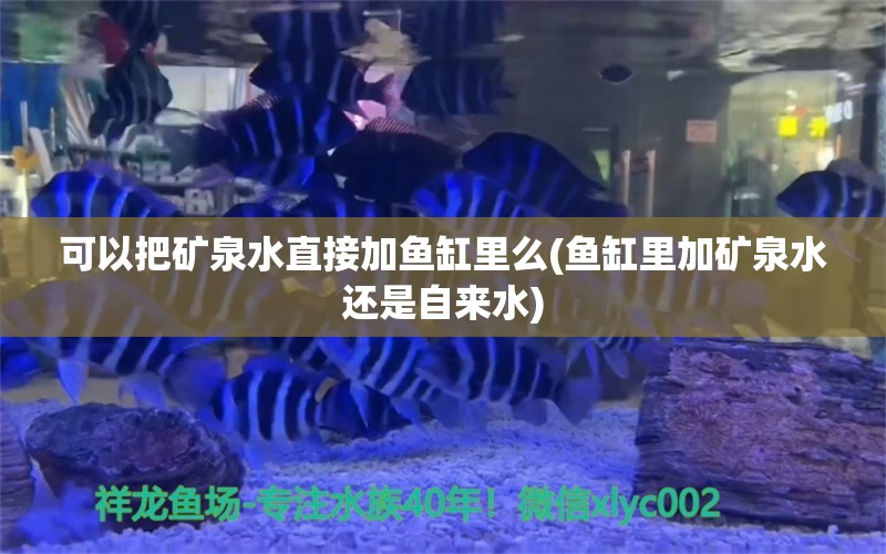 可以把矿泉水直接加鱼缸里么(鱼缸里加矿泉水还是自来水) 野生地图鱼