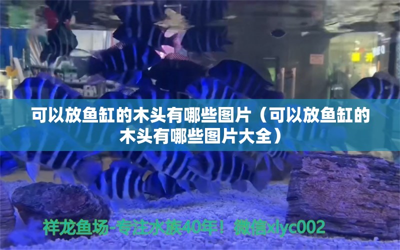 可以放鱼缸的木头有哪些图片（可以放鱼缸的木头有哪些图片大全） 其他品牌鱼缸