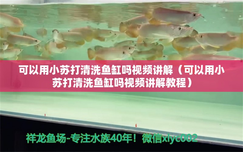 可以用小苏打清洗鱼缸吗视频讲解（可以用小苏打清洗鱼缸吗视频讲解教程） 观赏鱼批发