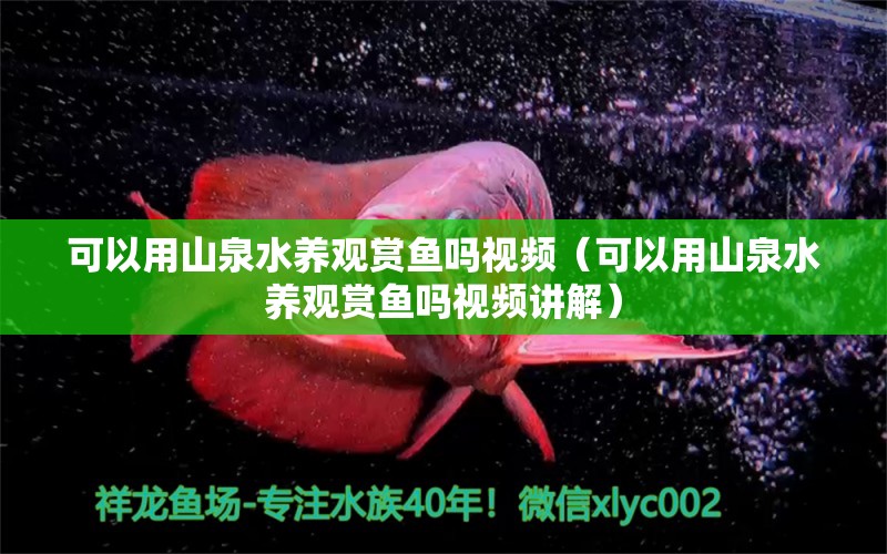 可以用山泉水养观赏鱼吗视频（可以用山泉水养观赏鱼吗视频讲解） 祥龙鱼场