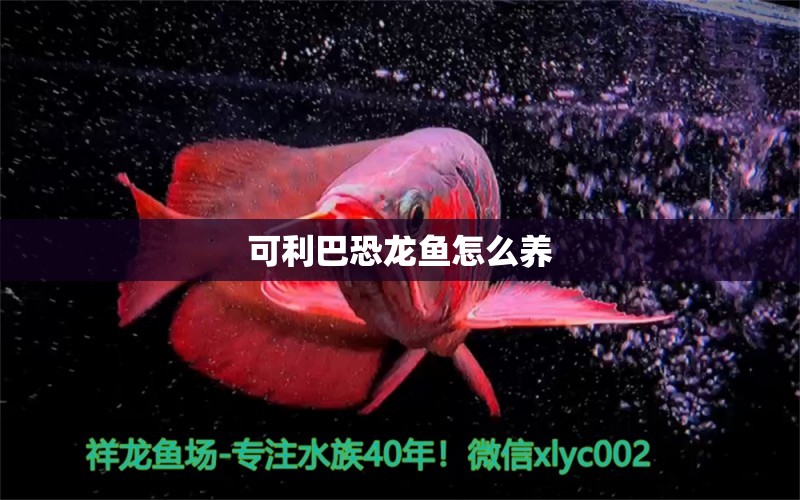 可利巴恐龙鱼怎么养 祥龙鱼场