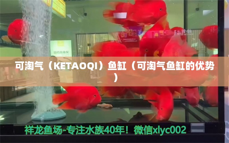 可淘气（KETAOQI）鱼缸（可淘气鱼缸的优势） 鱼缸百科