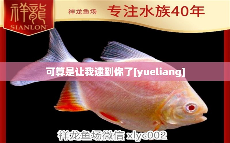 可算是让我逮到你了[yueliang] 观赏鱼论坛 第2张