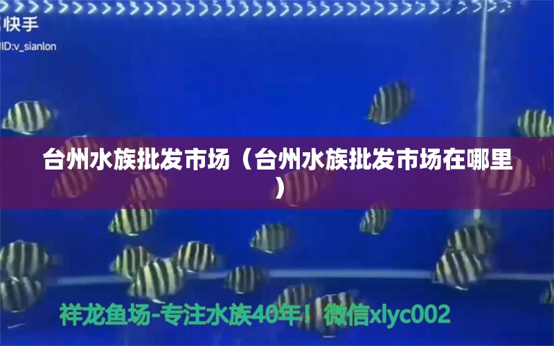 台州水族批发市场（台州水族批发市场在哪里） 观赏鱼水族批发市场