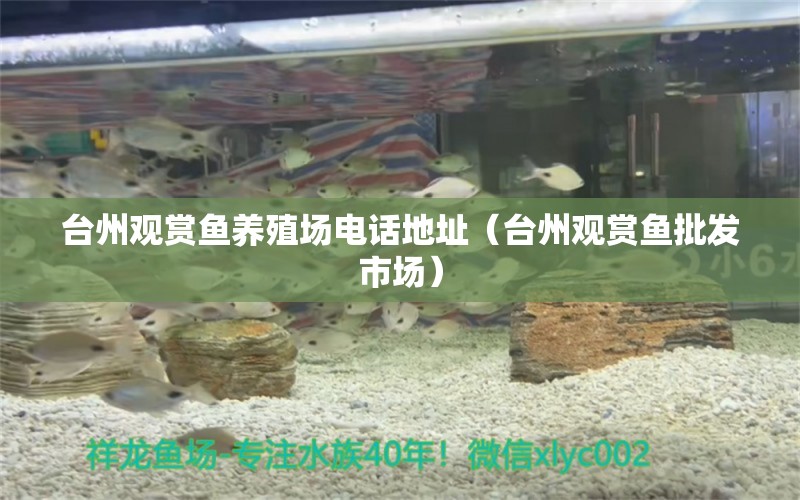 台州观赏鱼养殖场电话地址（台州观赏鱼批发市场）