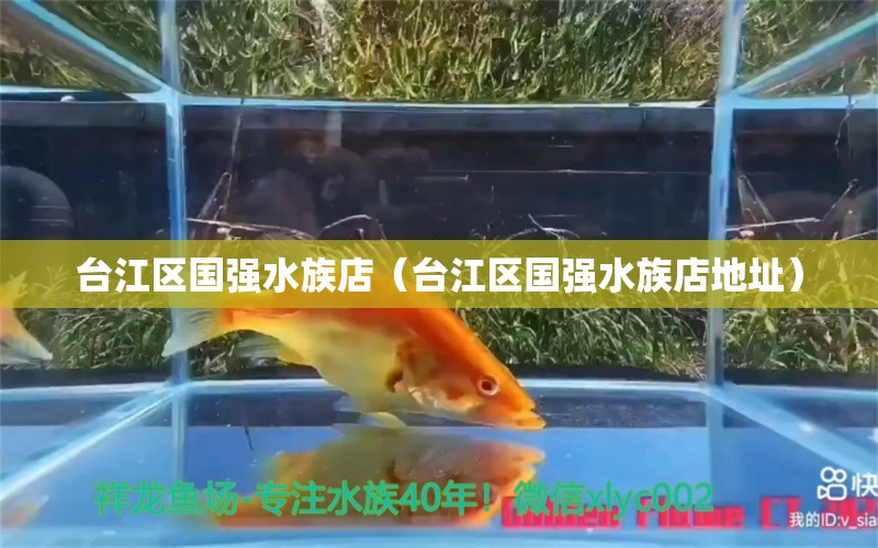 台江区国强水族店（台江区国强水族店地址）