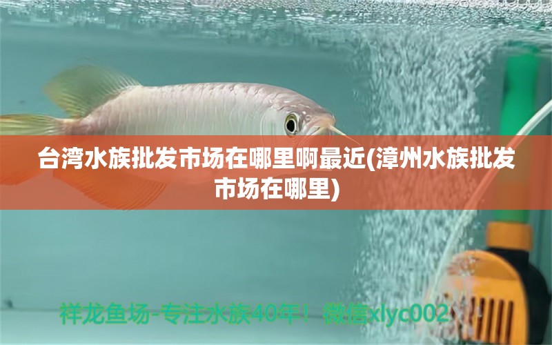 台湾水族批发市场在哪里啊最近(漳州水族批发市场在哪里)