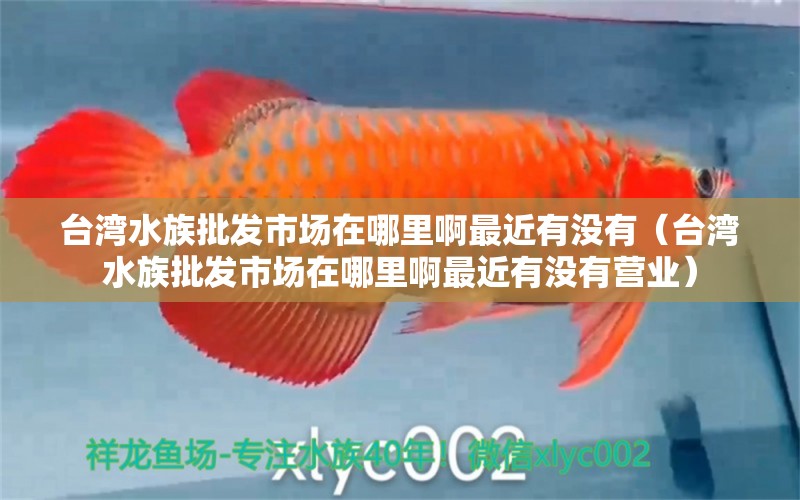 台湾水族批发市场在哪里啊最近有没有（台湾水族批发市场在哪里啊最近有没有营业）