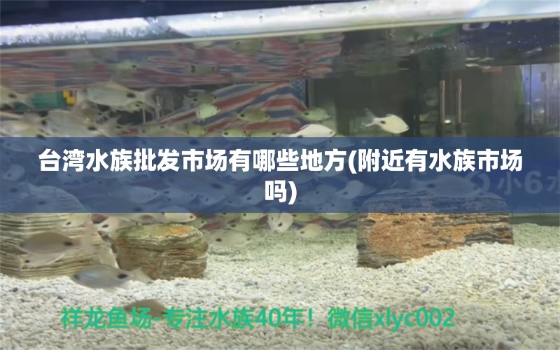 台湾水族批发市场有哪些地方(附近有水族市场吗) 观赏鱼水族批发市场