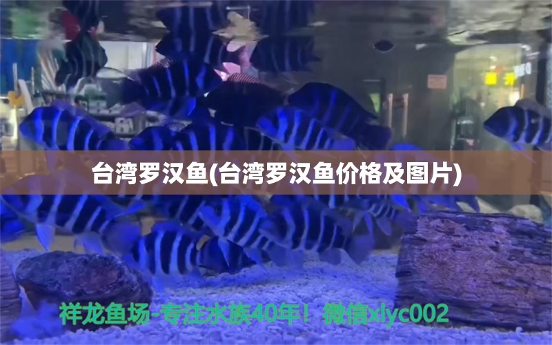 台湾罗汉鱼(台湾罗汉鱼价格及图片) 罗汉鱼 第1张