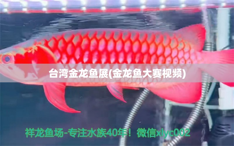 台湾金龙鱼展(金龙鱼大赛视频) 祥龙水族护理水