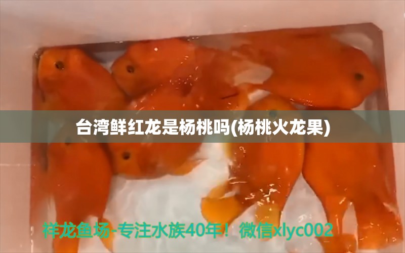 台湾鲜红龙是杨桃吗(杨桃火龙果) 斑马鸭嘴鱼