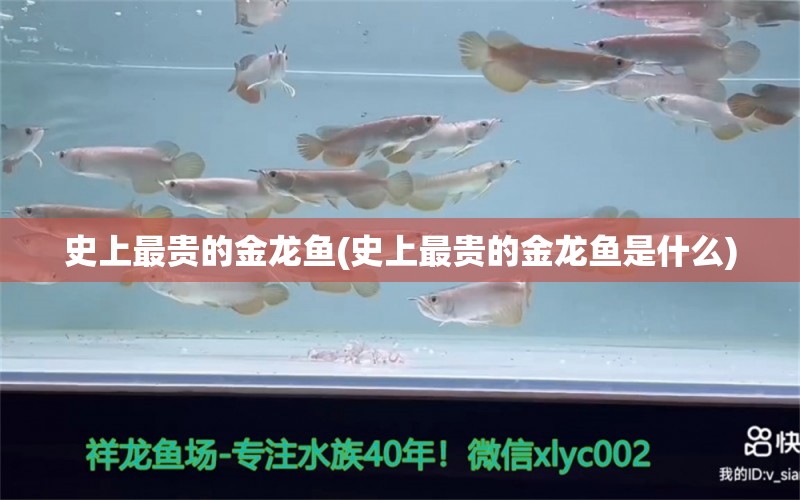 史上最贵的金龙鱼(史上最贵的金龙鱼是什么)