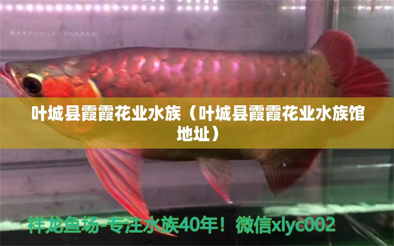 叶城县霞霞花业水族（叶城县霞霞花业水族馆地址） 全国水族馆企业名录