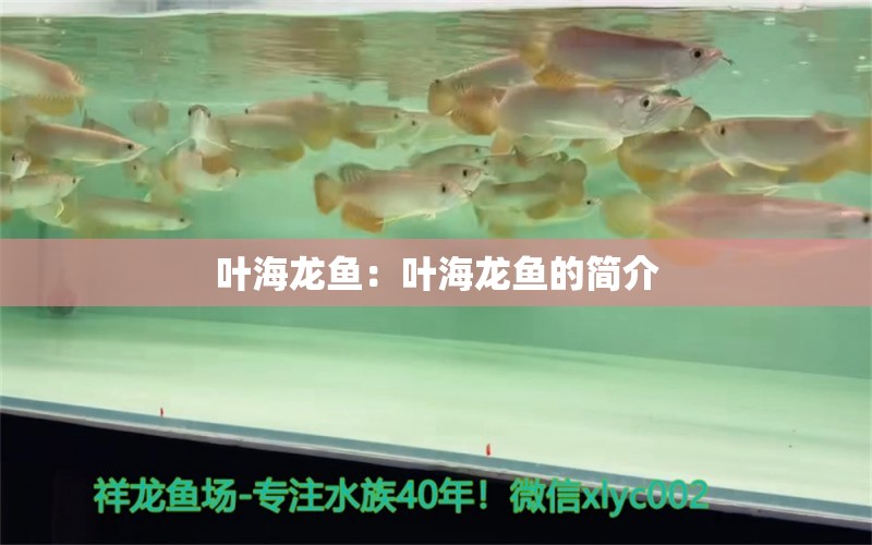 叶海龙鱼：叶海龙鱼的简介