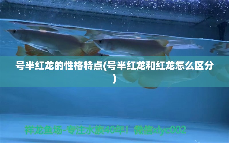 号半红龙的性格特点(号半红龙和红龙怎么区分) 二氧化碳设备