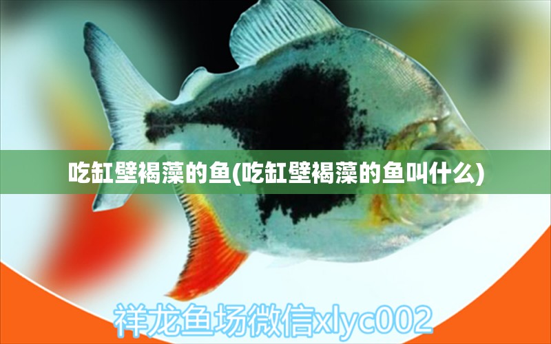 吃缸壁褐藻的鱼(吃缸壁褐藻的鱼叫什么) 广州祥龙国际水族贸易