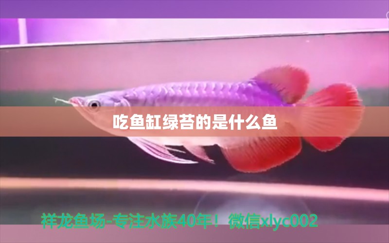 吃鱼缸绿苔的是什么鱼