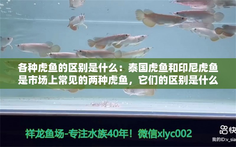 各种虎鱼的区别是什么：泰国虎鱼和印尼虎鱼是市场上常见的两种虎鱼，它们的区别是什么