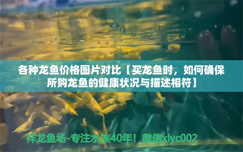 各种龙鱼价格图片对比【买龙鱼时，如何确保所购龙鱼的健康状况与描述相符】 水族问答 第1张