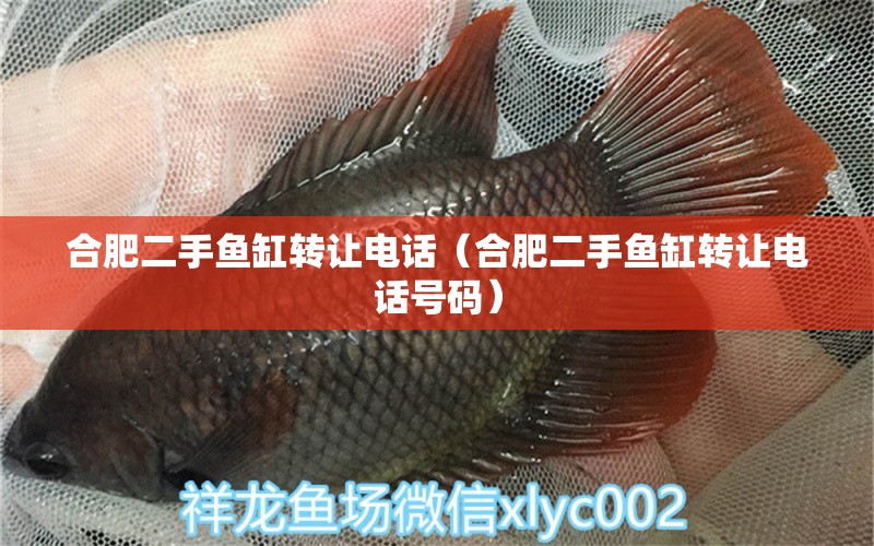 合肥二手鱼缸转让电话（合肥二手鱼缸转让电话号码） 祥龙水族医院