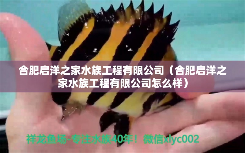 合肥启洋之家水族工程有限公司（合肥启洋之家水族工程有限公司怎么样）