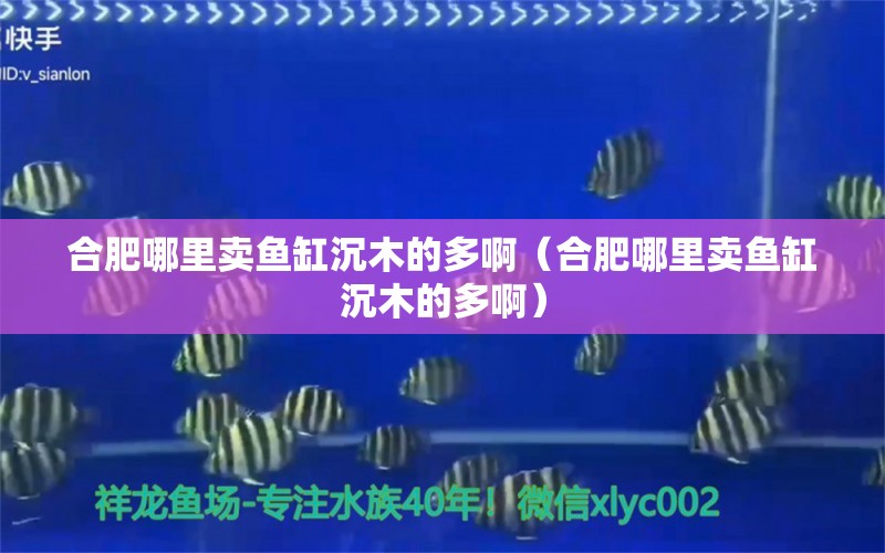 合肥哪里卖鱼缸沉木的多啊（合肥哪里卖鱼缸沉木的多啊） 祥龙水族医院