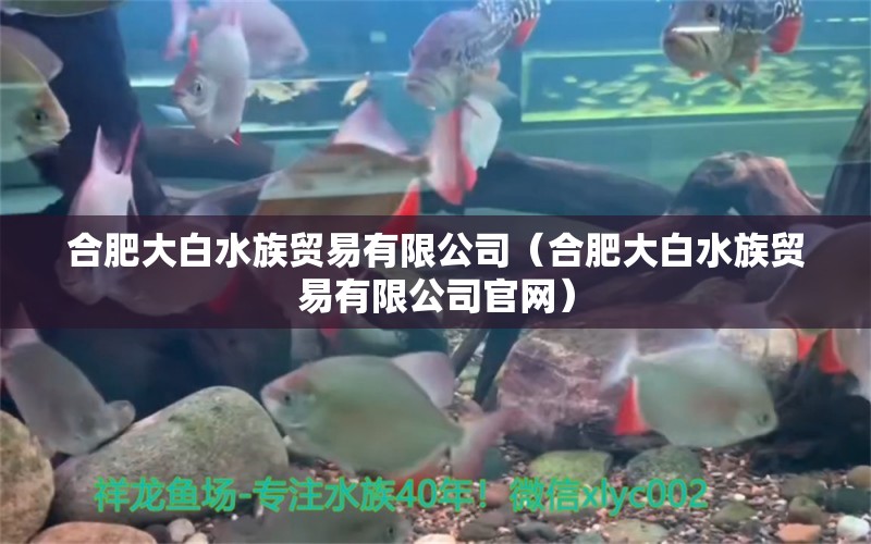 合肥大白水族贸易有限公司（合肥大白水族贸易有限公司官网）