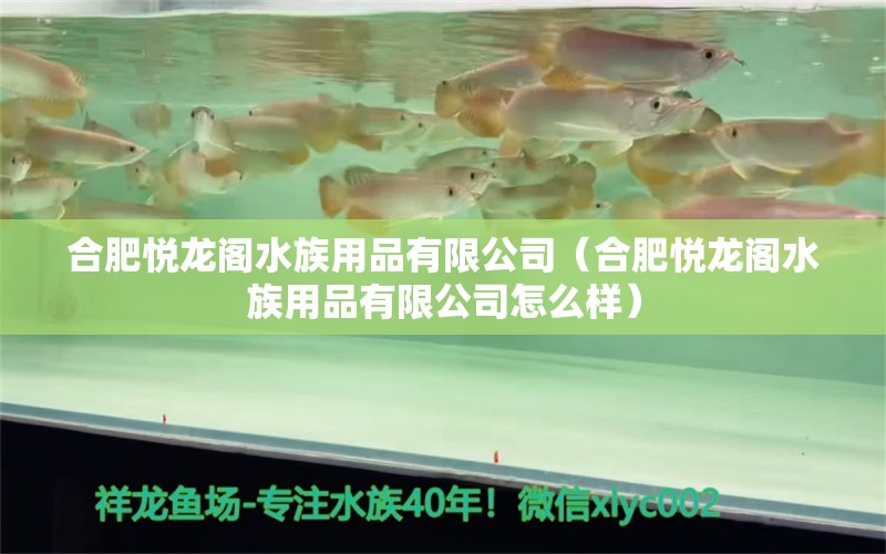 合肥悦龙阁水族用品有限公司（合肥悦龙阁水族用品有限公司怎么样） 水族用品