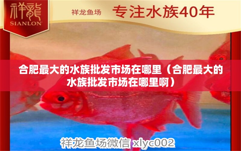 合肥最大的水族批发市场在哪里（合肥最大的水族批发市场在哪里啊）