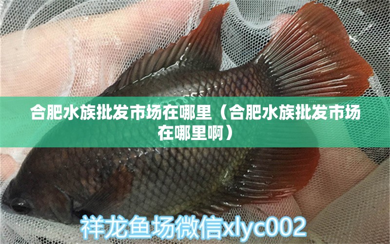 合肥水族批发市场在哪里（合肥水族批发市场在哪里啊） 观赏鱼水族批发市场