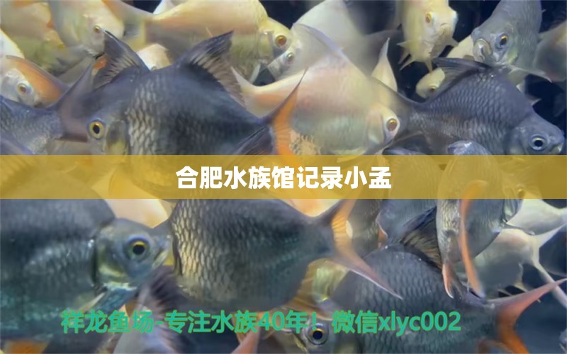 合肥水族馆记录小孟