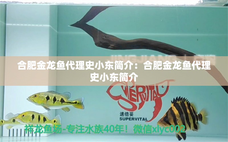 合肥金龙鱼代理史小东简介：合肥金龙鱼代理史小东简介 观赏鱼市场（混养鱼）