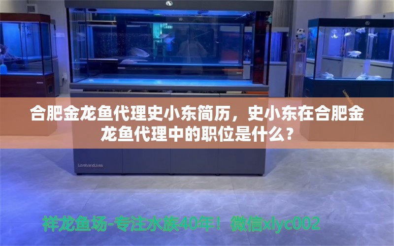 合肥金龙鱼代理史小东简历，史小东在合肥金龙鱼代理中的职位是什么？ 水族问答 第2张