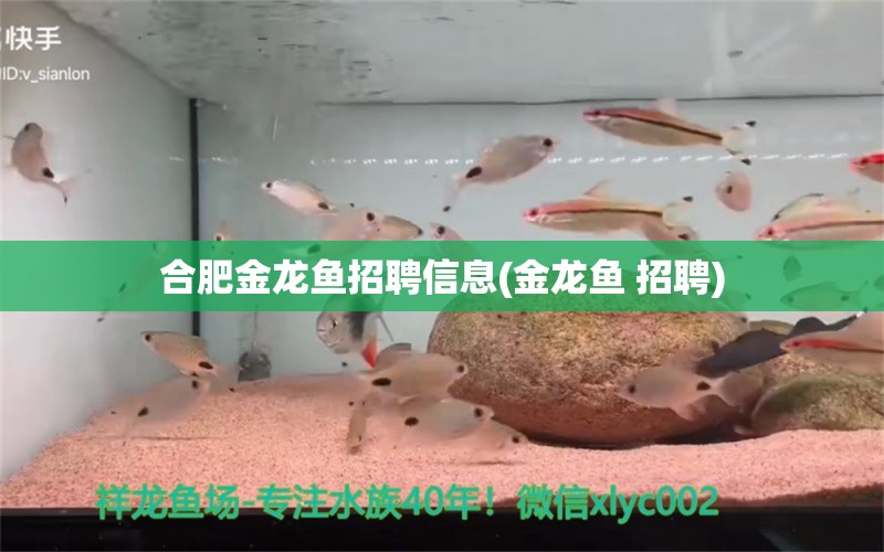 合肥金龙鱼招聘信息(金龙鱼 招聘) 祥龙龙鱼专用水族灯